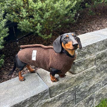 Paw Print Boutique Teddy Fleece Doxie Coat-Exclusive pre-order Dog Apparel Lazy Doxi Co