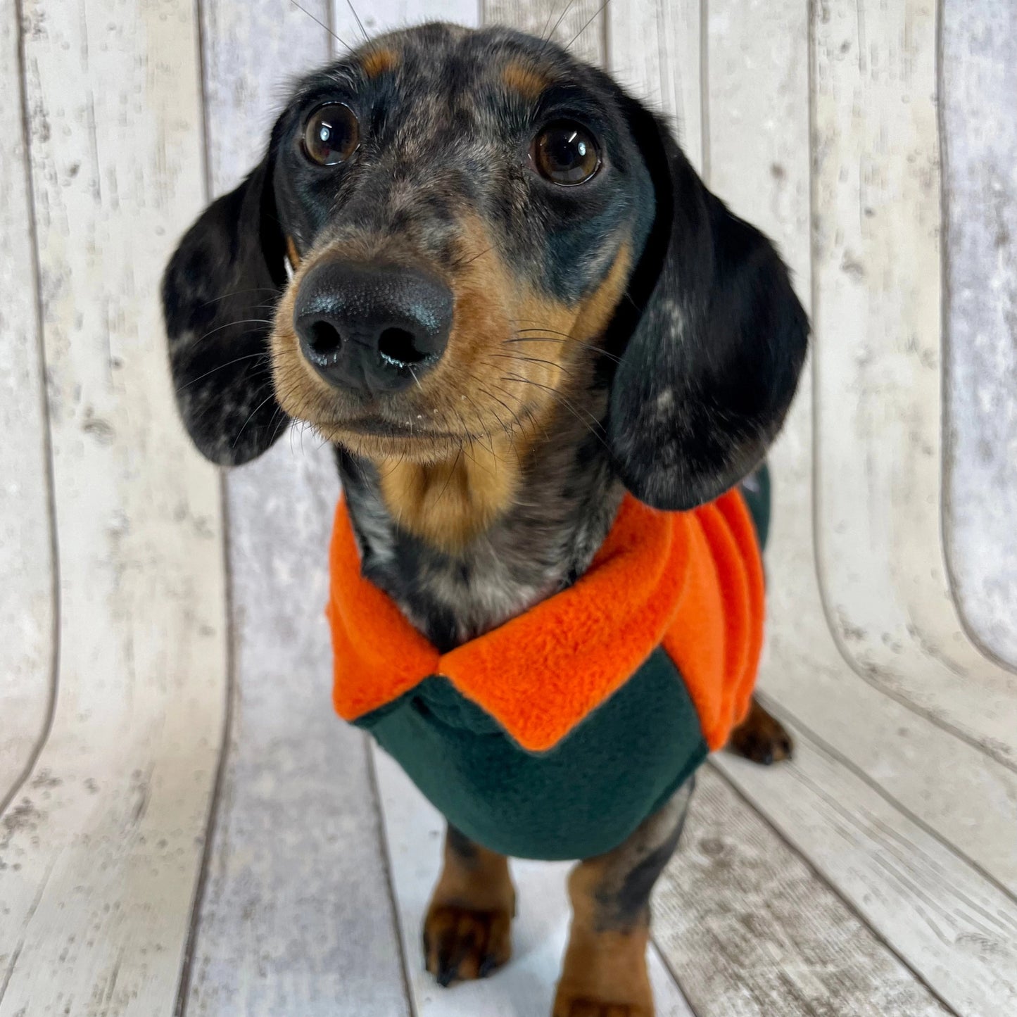 Two-Tone Dachshund Fleece Jumper preorder for winter Woofy and Whiskers Orange