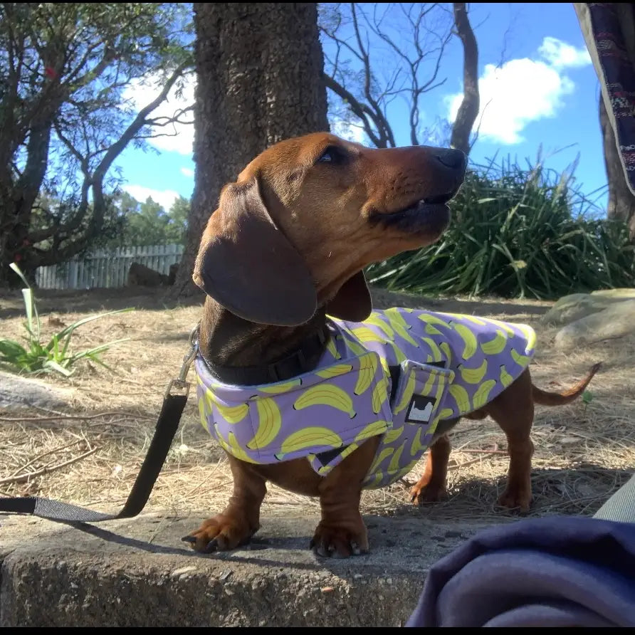 Dachy jacket Caramel delight Woofy and Whiskers Small (S) Banana Rama