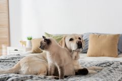 Pet care overnight care Pet care services Woofy and Whiskers