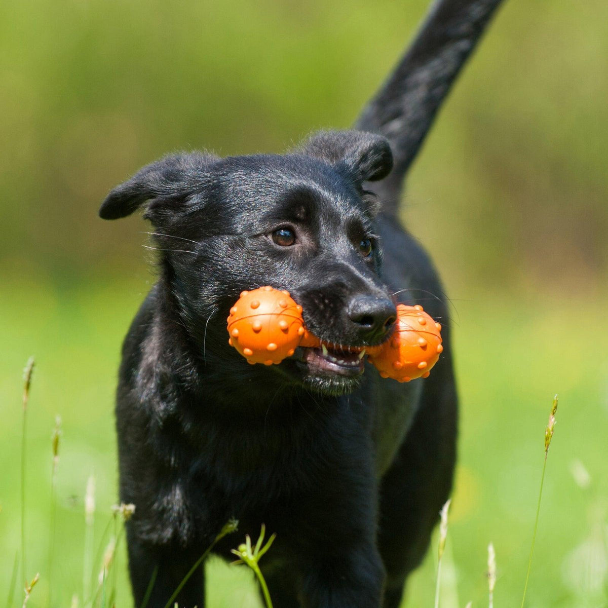 Major Dog Barbell - Small - Retrieval Toy |Pet Care > Toys Woofy and Whiskers Pet Care > Toys Major Dog