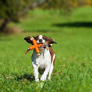 Major Dog Fetch X Toy for Small Dogs Pet Care > Toys Major Dog