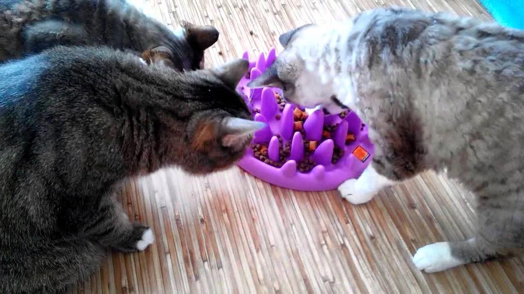 Northmate Catch Interactive Slow Food Cat Bowl Interactive cat toy northmate