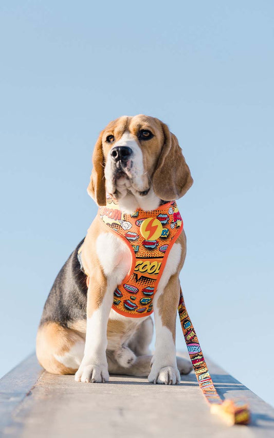 Why Your Dog Needs a Reversible Neo Mesh Harness (And Why We’re Obsessed)
