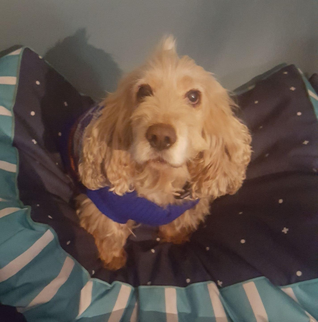 "A Tribute to Lucky: Love, Loss, - Woofy and Whiskers