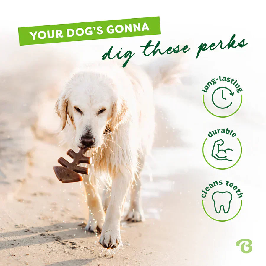 Are Benebones Safe for Dogs?