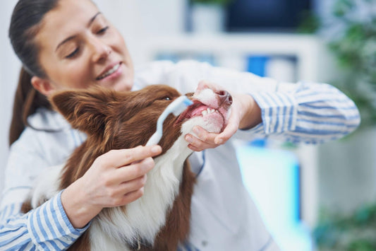 Cat and Dog Dental Health - Woofy and Whiskers