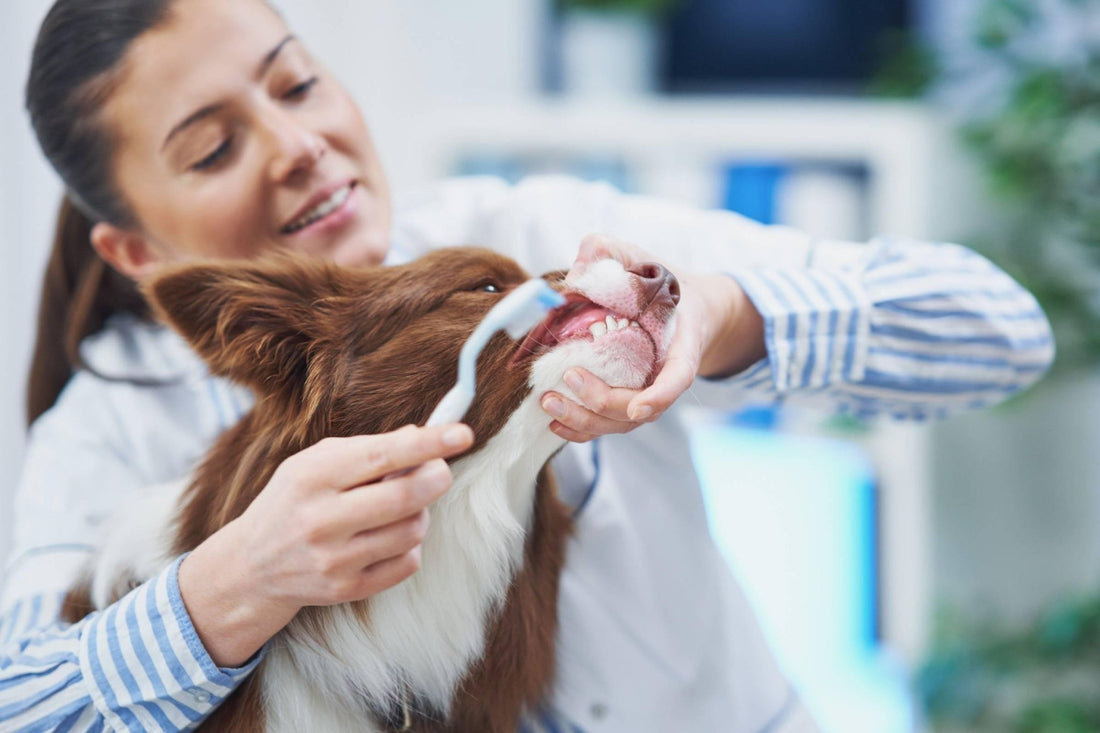 Cat and Dog Dental Health - Woofy and Whiskers