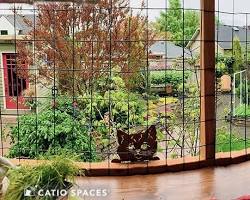 The Purr-fect Perch: Creating a Catio on Your Small Balcony - Woofy and Whiskers
