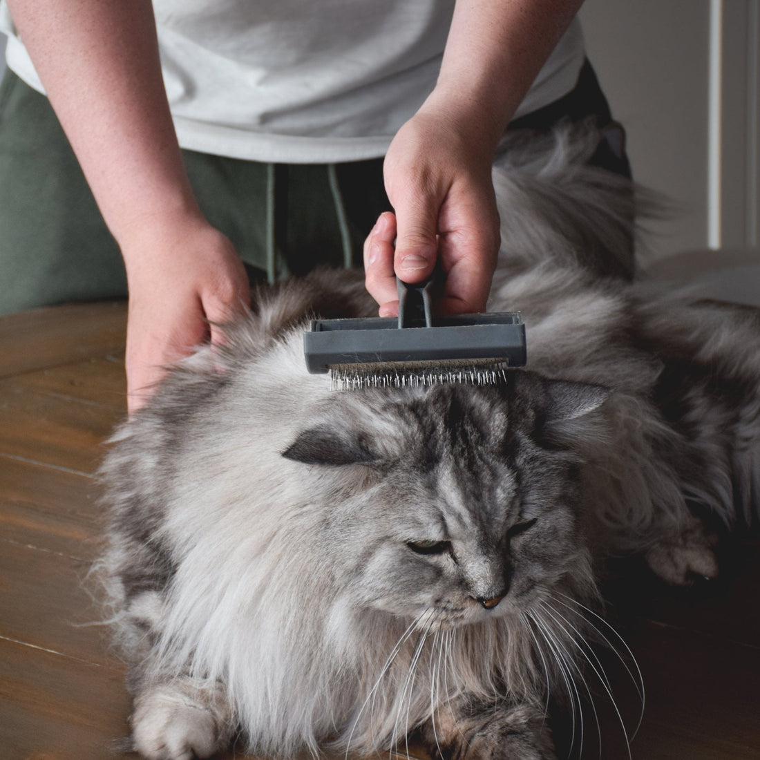 Tips for Keeping Your Pet Cleaned and Groomed - Woofy and Whiskers