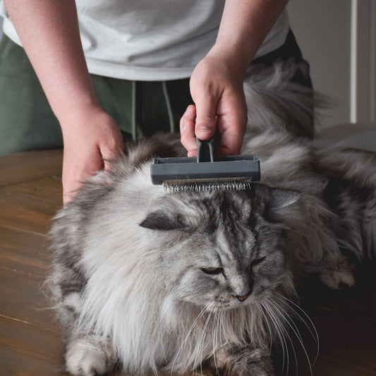 Tips for Keeping Your Pet Cleaned and Groomed - Woofy and Whiskers