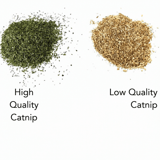 Why Does Your Cat Ignore Some Catnip? (Catmint vs. Catnip Explained) - Woofy and Whiskers