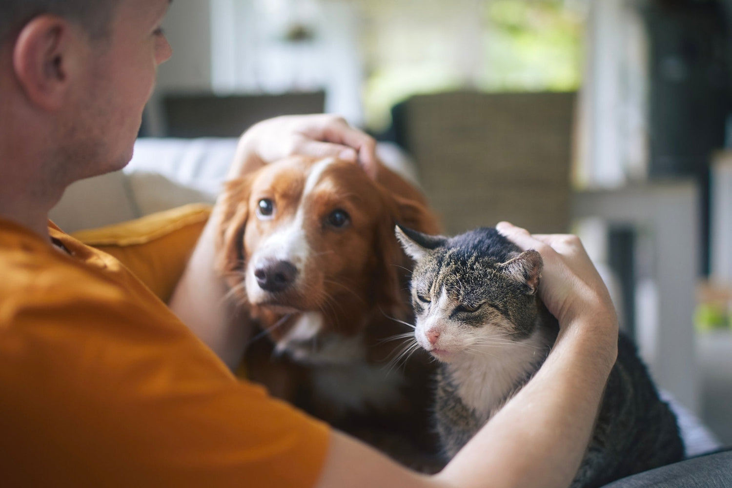 Man pats gorgeaus Orange dog and tabby cat