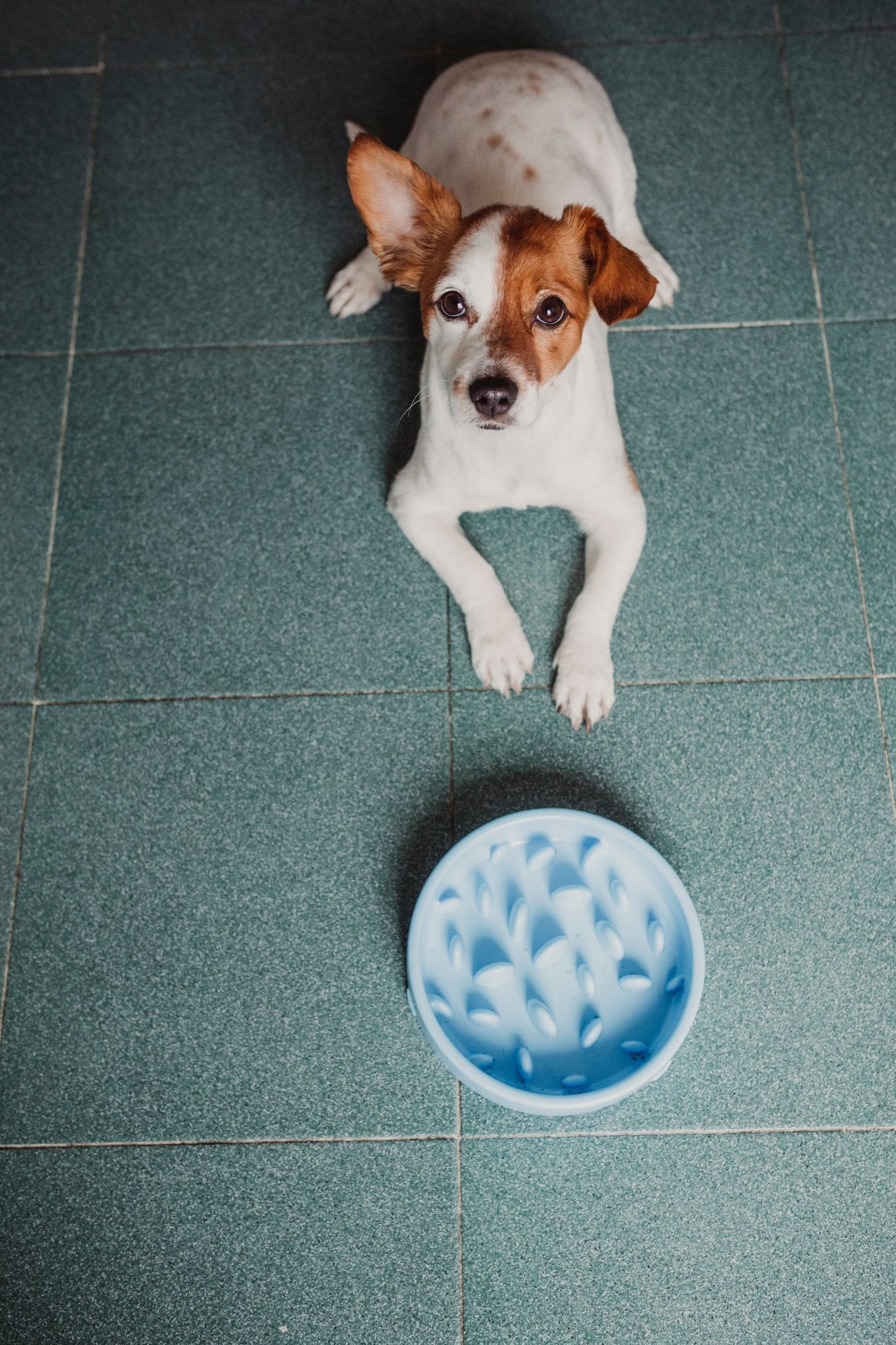 Dog food - Woofy and Whiskers