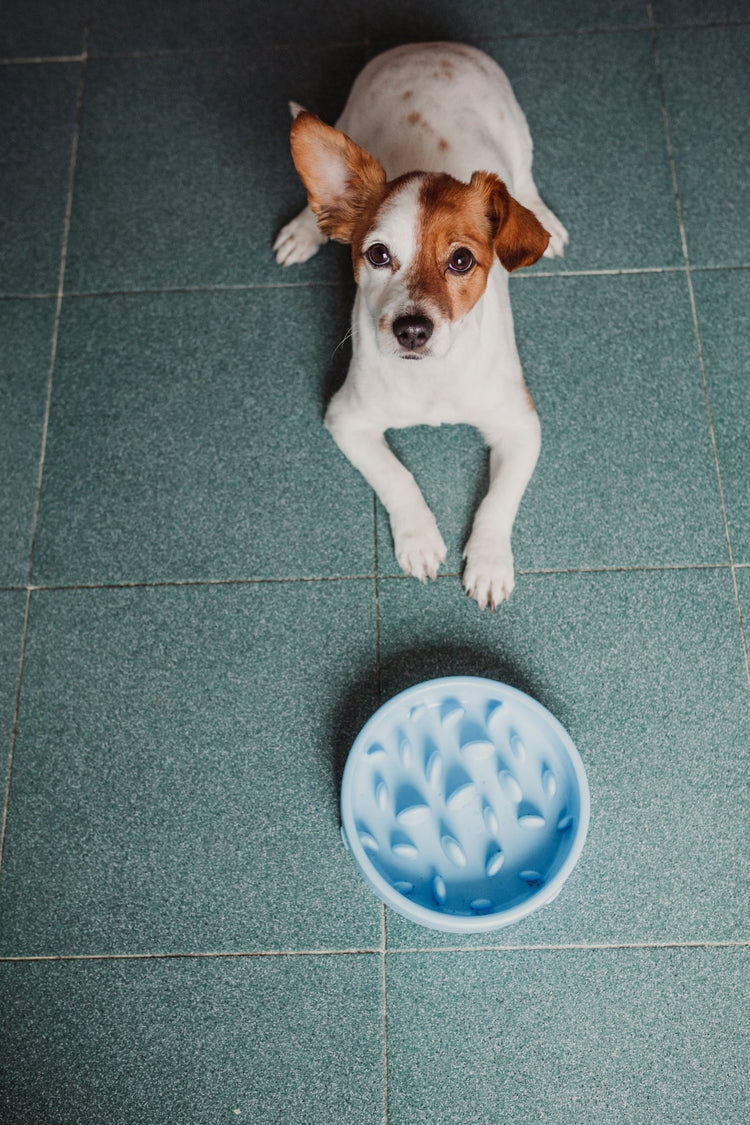 Dog food - Woofy and Whiskers