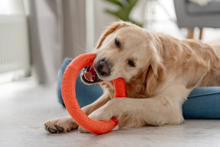 Dogs - Woofy and Whiskers