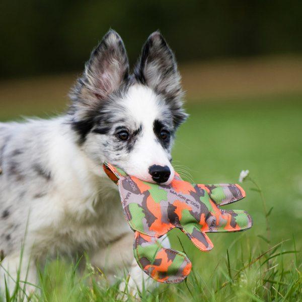 Major dog - Woofy and Whiskers