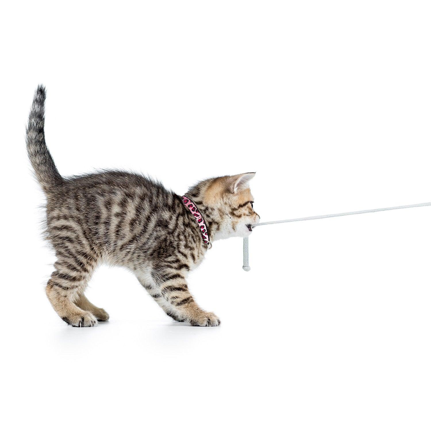 Cat Collars