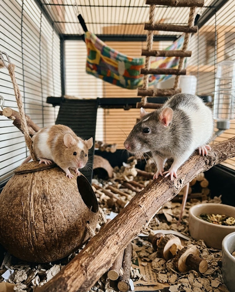Mice & Rats