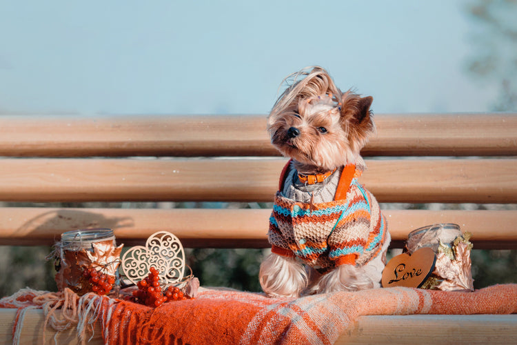 100% woolen dog jumpers