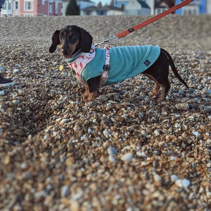 Dachshund Fleece Jumper Preorder for Winter dog jumper doghouse