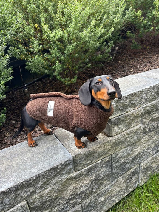 Paw Print Boutique Teddy Fleece Doxie Coat-Exclusive pre-order Dog Apparel Lazy Doxi Co