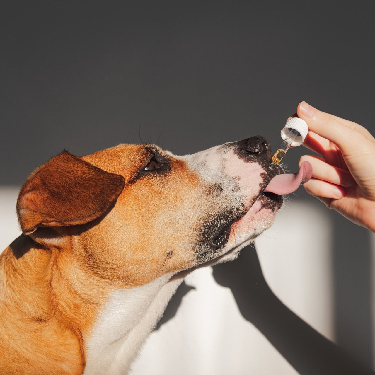 2 x 100ml Raw Hemp Seed Oil + Turmeric Food Supplement for Dogs Pet Care > Pet Food > Dog Food Essential Dog