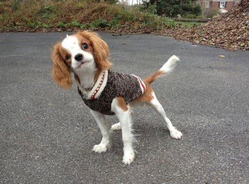 Chilly Dog Boyfriend Wool Dog Sweater 100% dog sweater CHILLY DOG LLC