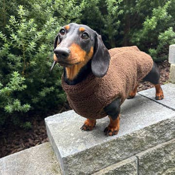 Paw Print Boutique Teddy Fleece Doxie Coat-Exclusive pre-order Dog Apparel Lazy Doxi Co Extra small (XS)