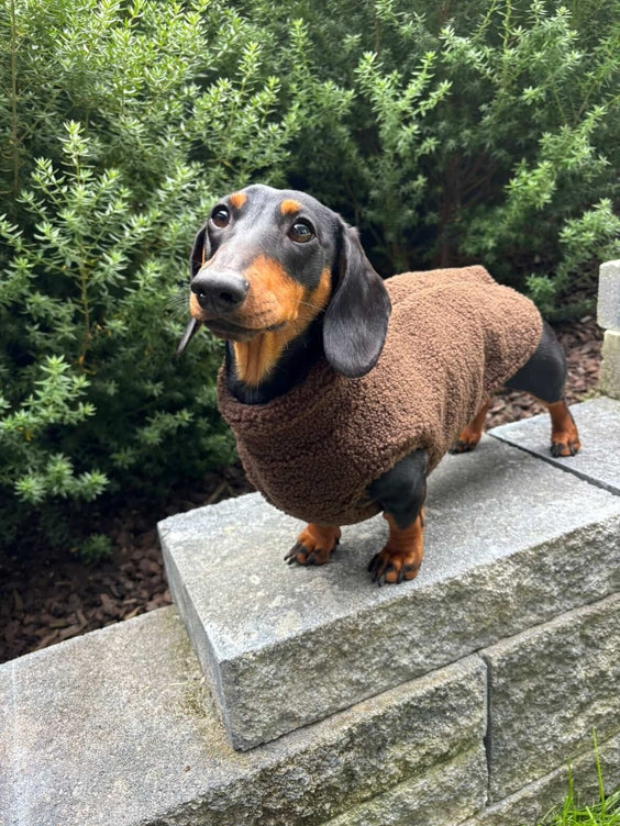 Paw Print Boutique Teddy Fleece Doxie Coat-Exclusive pre-order Dog Apparel Lazy Doxi Co