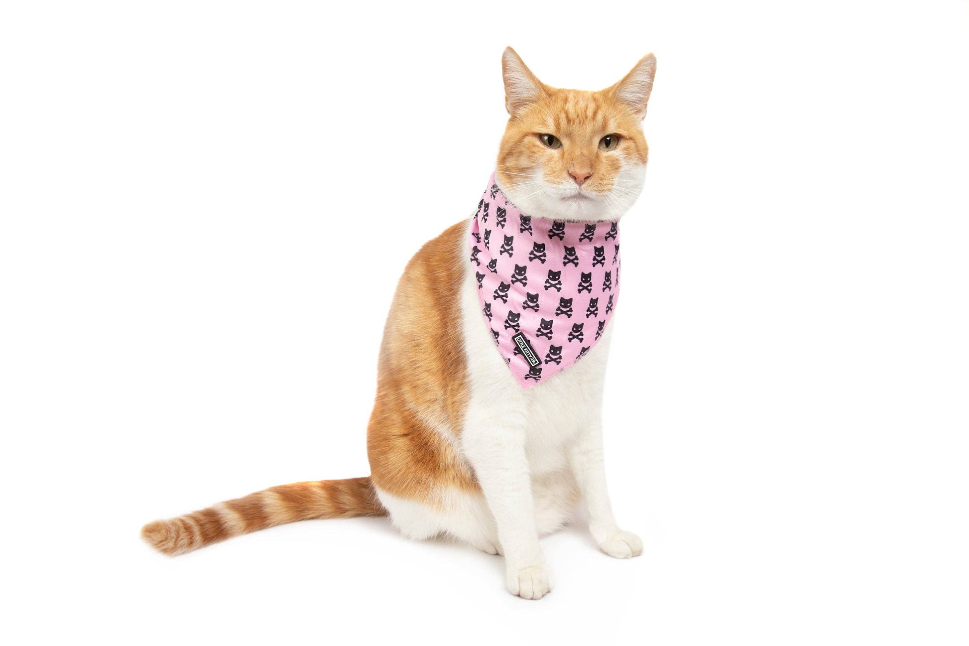 CAT BANDANA: Prettiest of them All Little Kitty Co.