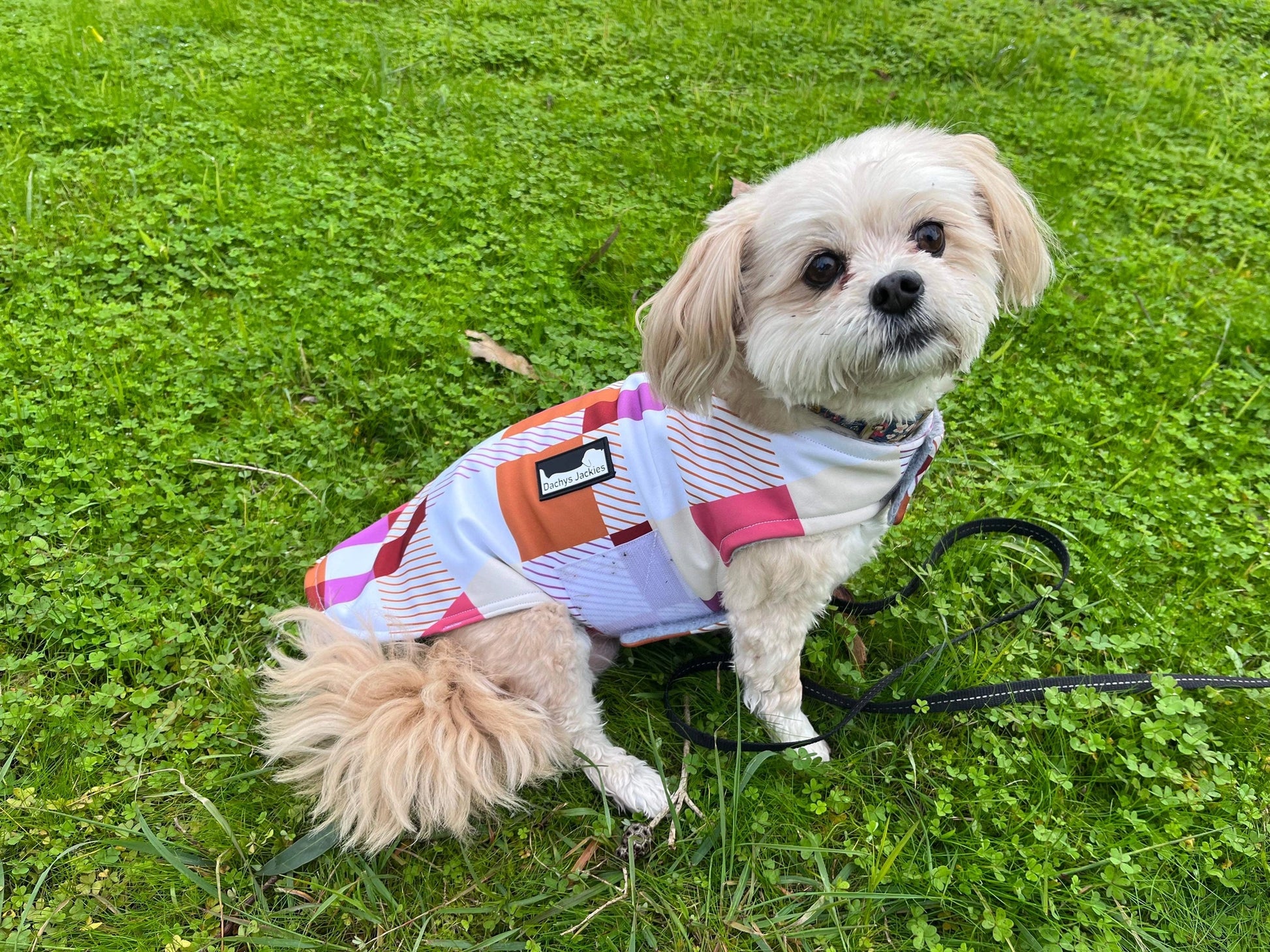 Dachy jacket Caramel delight Woofy and Whiskers