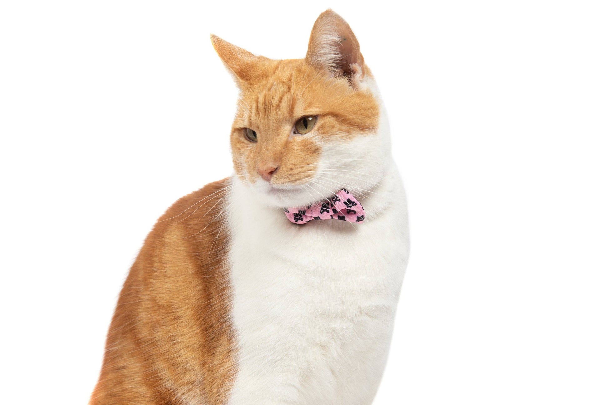 CAT COLLAR & BOW TIE: Prettiest of them All Little Kitty Co.