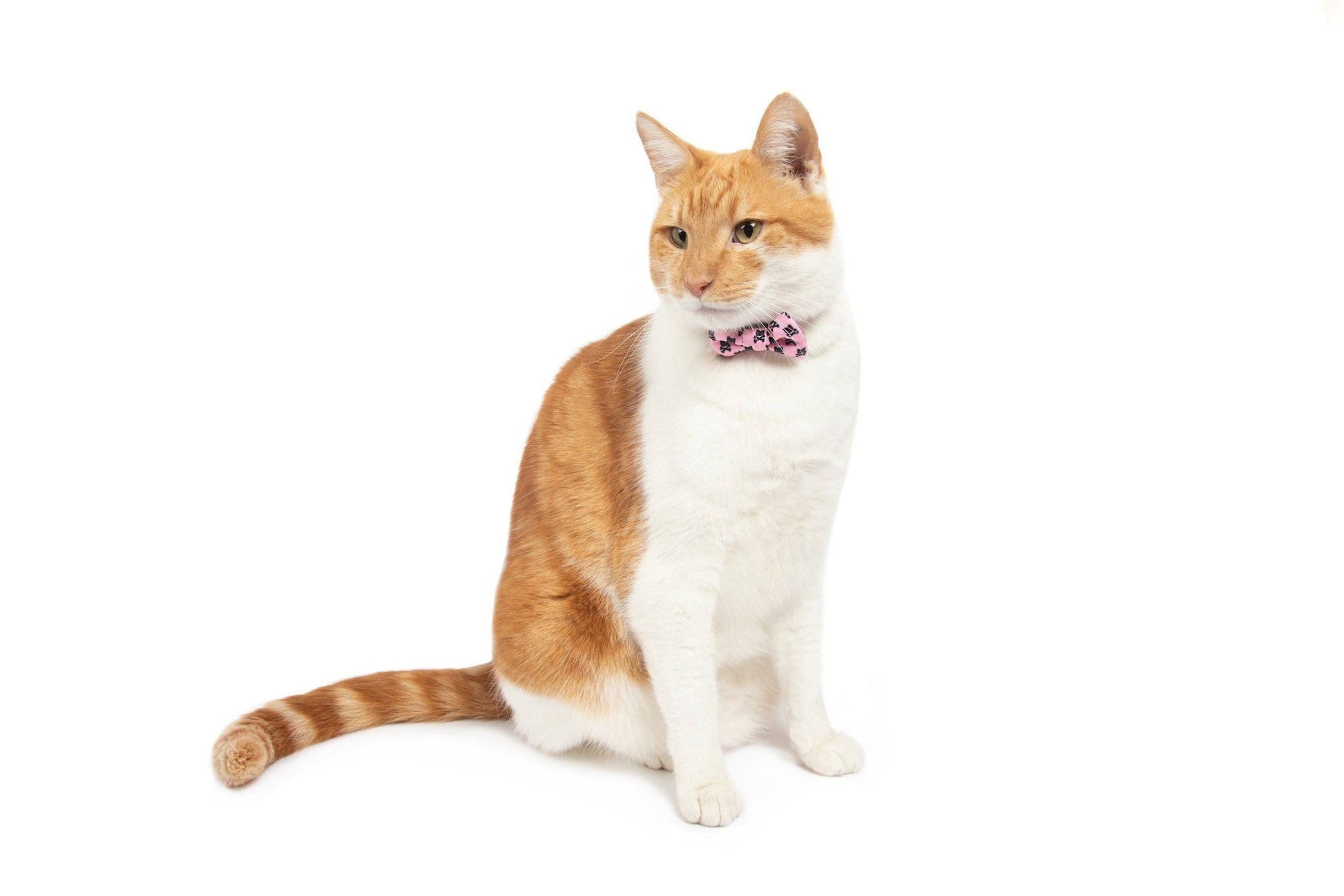 CAT COLLAR & BOW TIE: Prettiest of them All Little Kitty Co.
