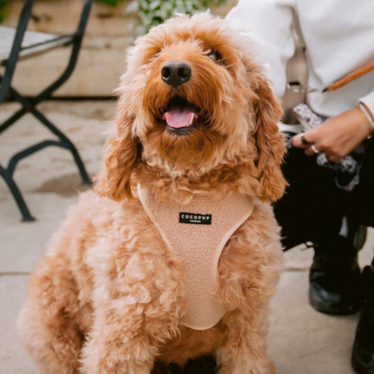 Cocopup London – Dog Walking Harness– Teddy Rupert - Pet Care > Dog Supplies > Dog Collars, Leads & Harnesses Cocopup London Harness X Small