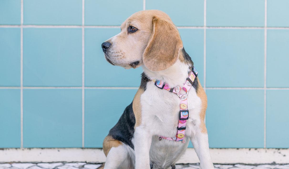 Dashi Donut Back Harness Dog Harness DASHI