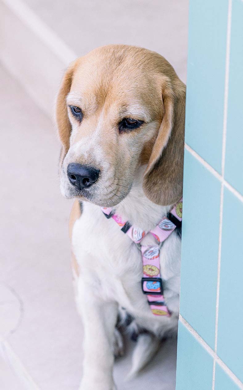 Dashi Donut Back Harness Dog Harness DASHI