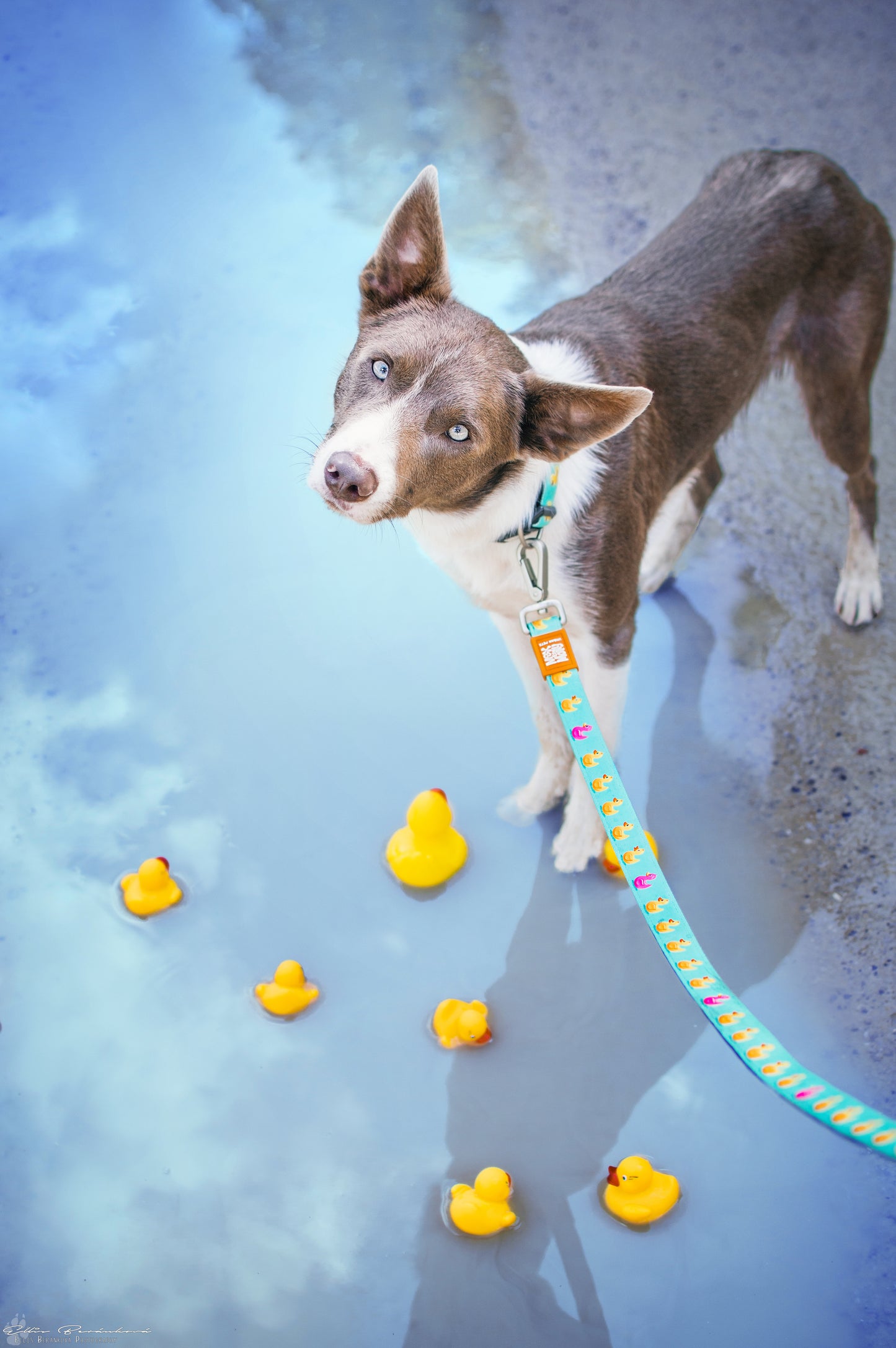Max and Molly Dog Lead - Large Size - Various Designs - Woofy and Whiskers- Pet Care > Dog Supplies Max & Molly Urban Pets Ducklings Large
