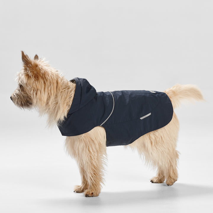 Dog wearing a navy blue coat on a light gray background