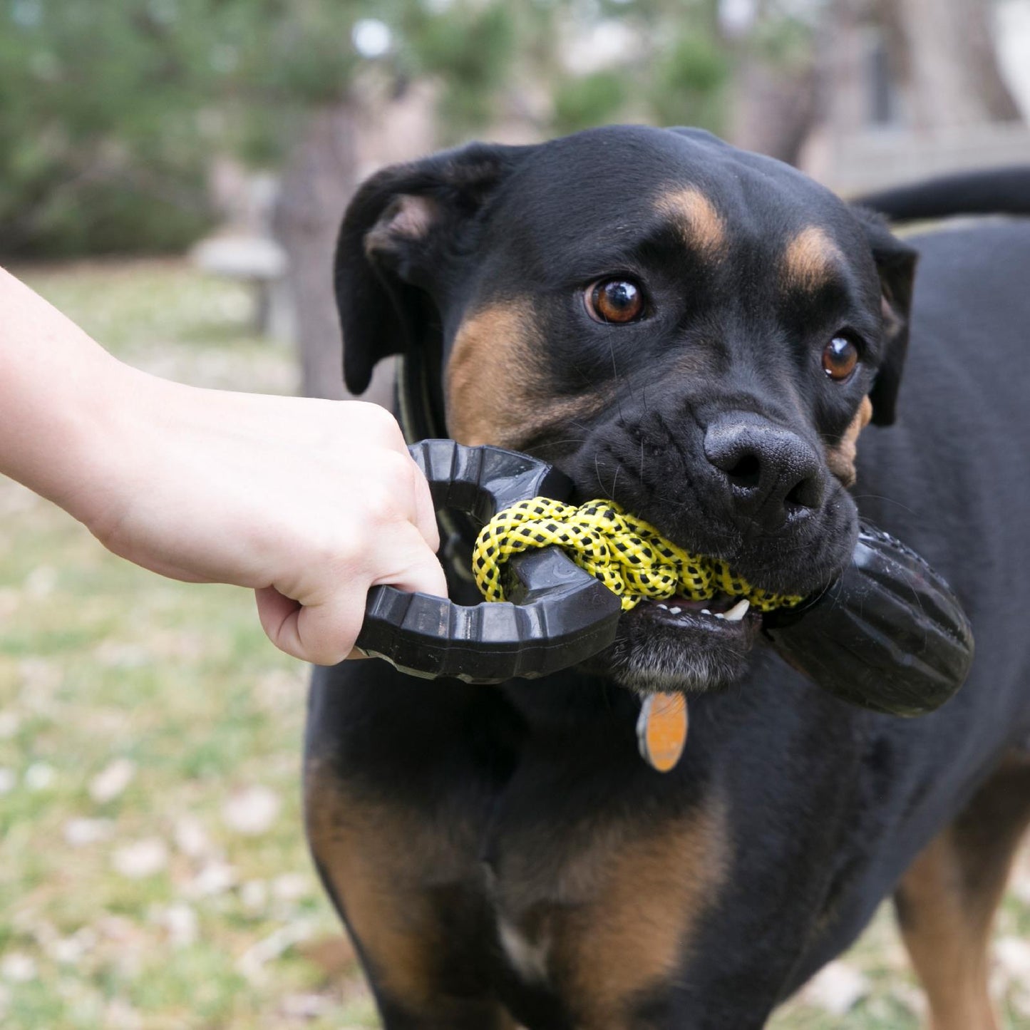 KONG Jaxx Braided Tug Tough Large Interractive Dog Toy