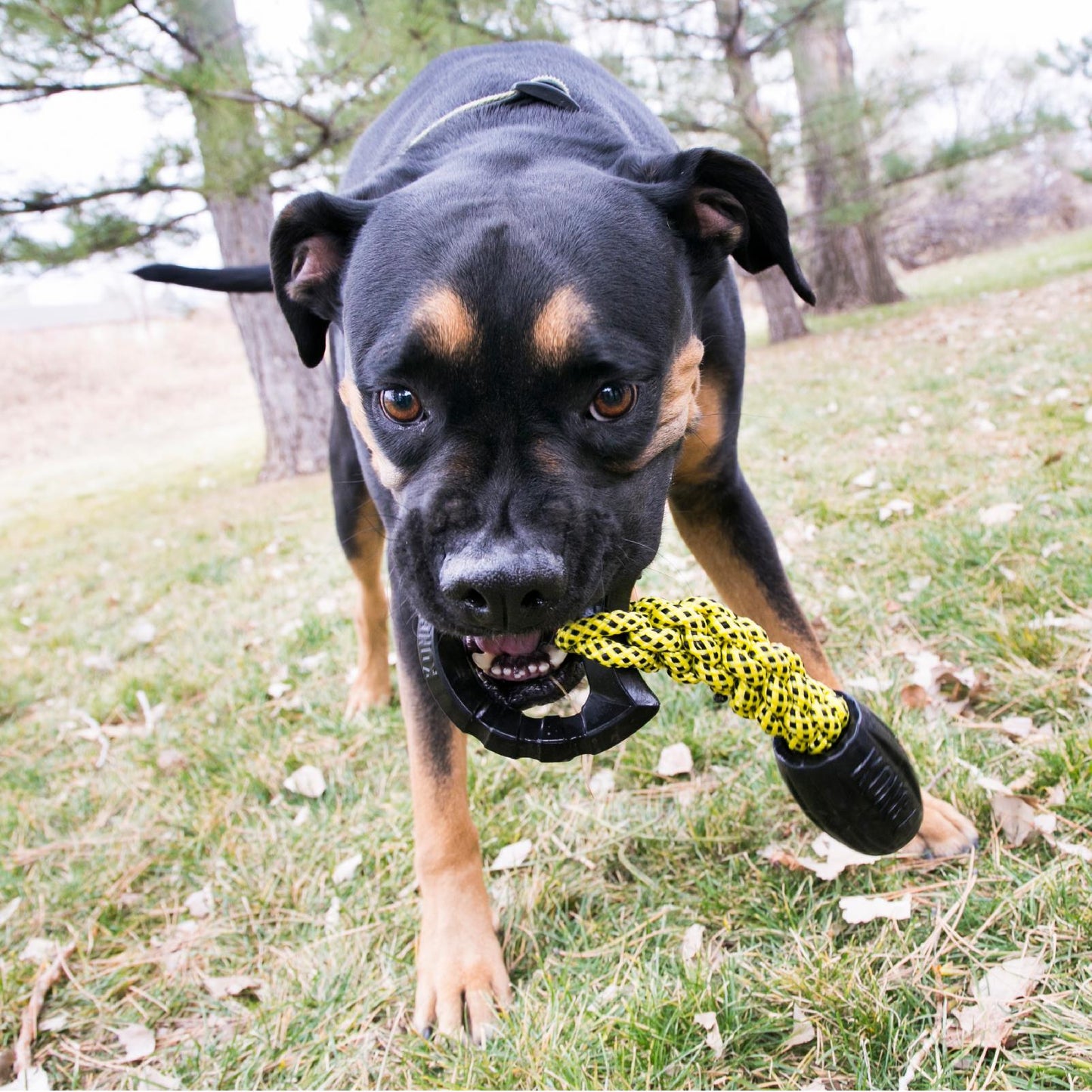 KONG Jaxx Braided Tug Tough Large Interractive Dog Toy