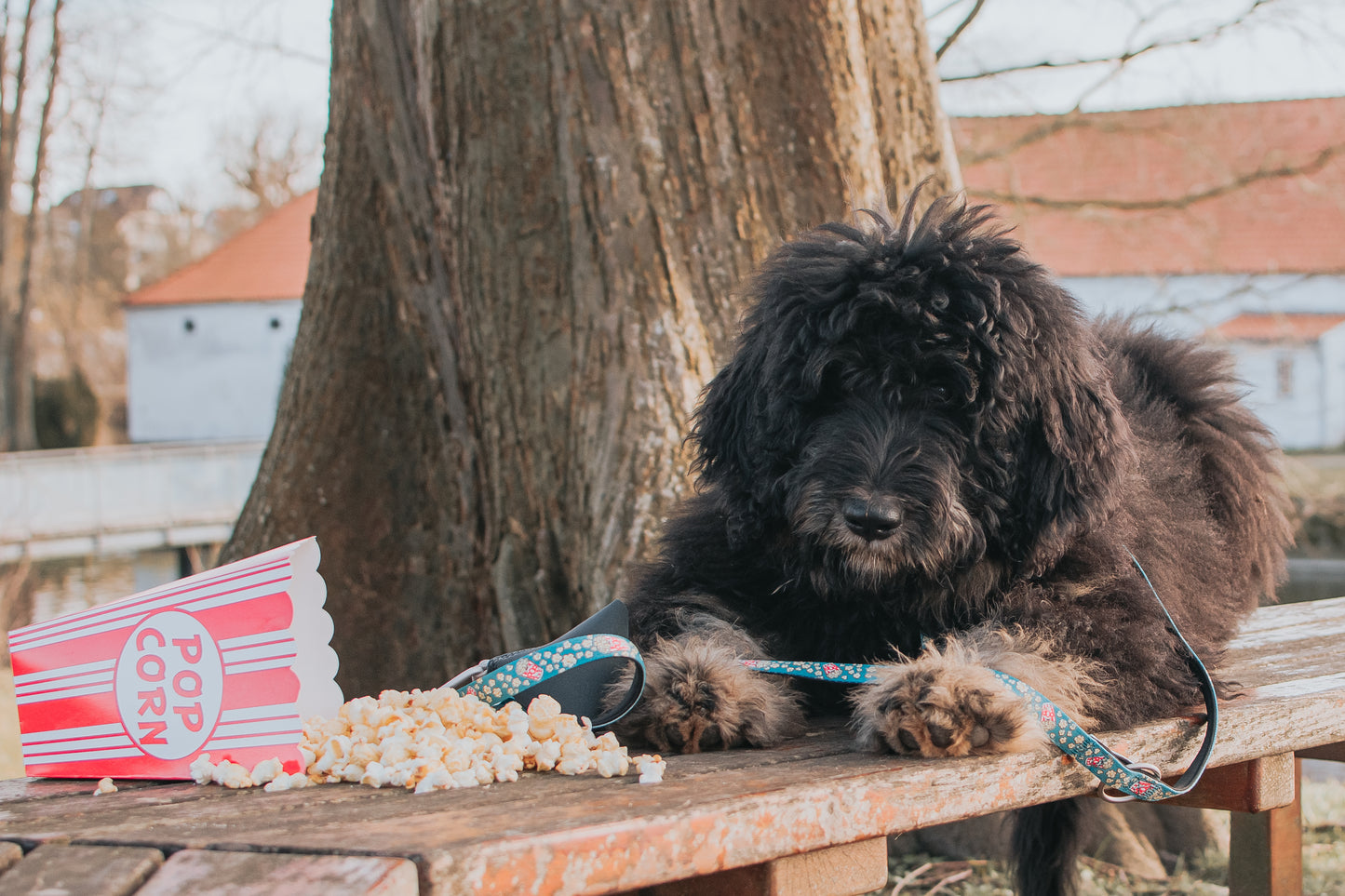 Max and Molly Dog Lead - Large Size - Various Designs - Woofy and Whiskers- Pet Care > Dog Supplies Max & Molly Urban Pets Popcorn Large