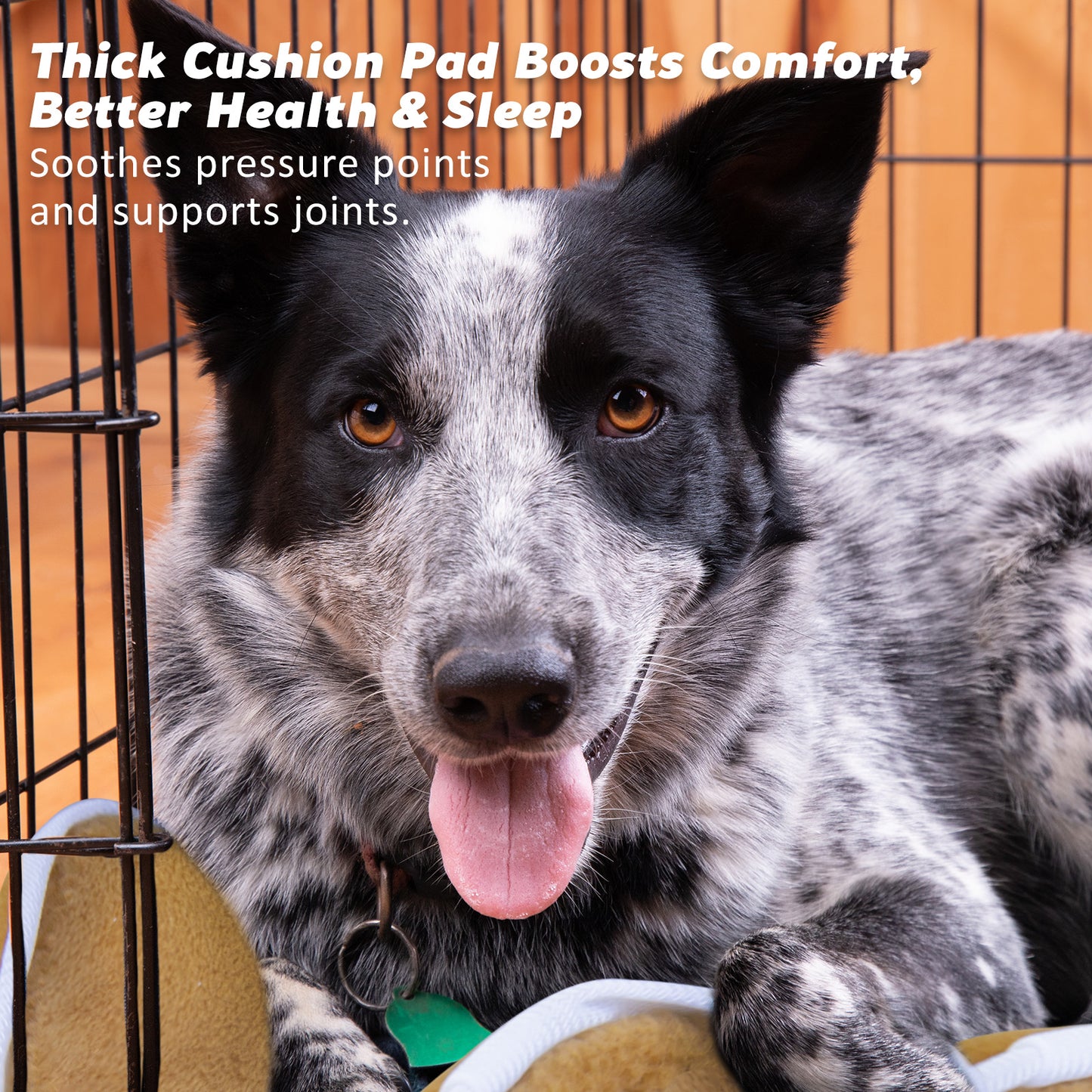 Wire Dog Cage Foldable Crate Kennel 48in with Tray + Cushion Mat Combo Pet Care > Dog Supplies > Dog Playpens & Gates Woofy and Whiskers