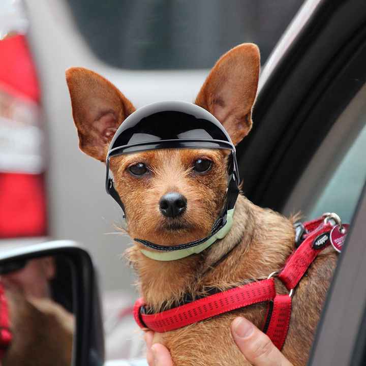 Size L Black Pet Safety Helmet - Stylish Protective Headgear for Dogs Pet Care > Dog Supplies > Dog Training Aids Woofy and Whiskers