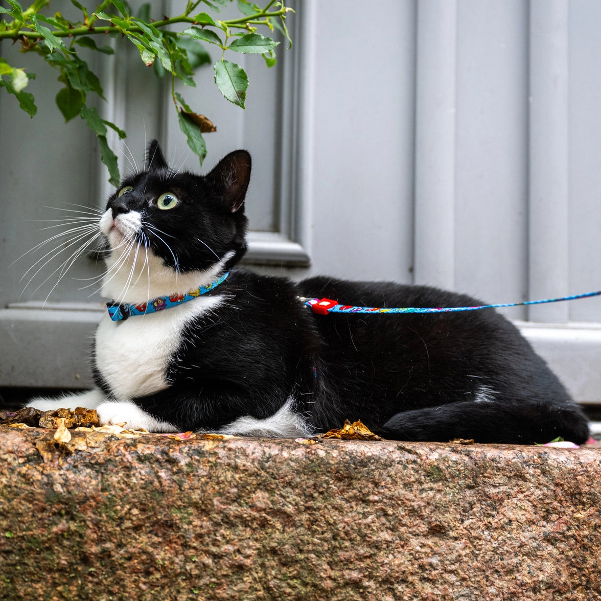 Max and Molly Cat Harness leash Set - Little Monster1 Size cat harness Max & Molly Urban Pets