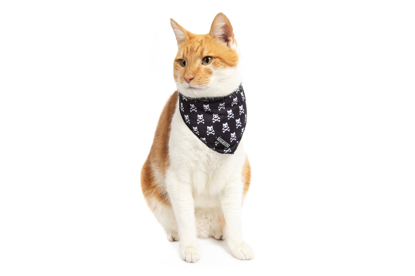 CAT BANDANA: Baddest of them All Little Kitty Co.