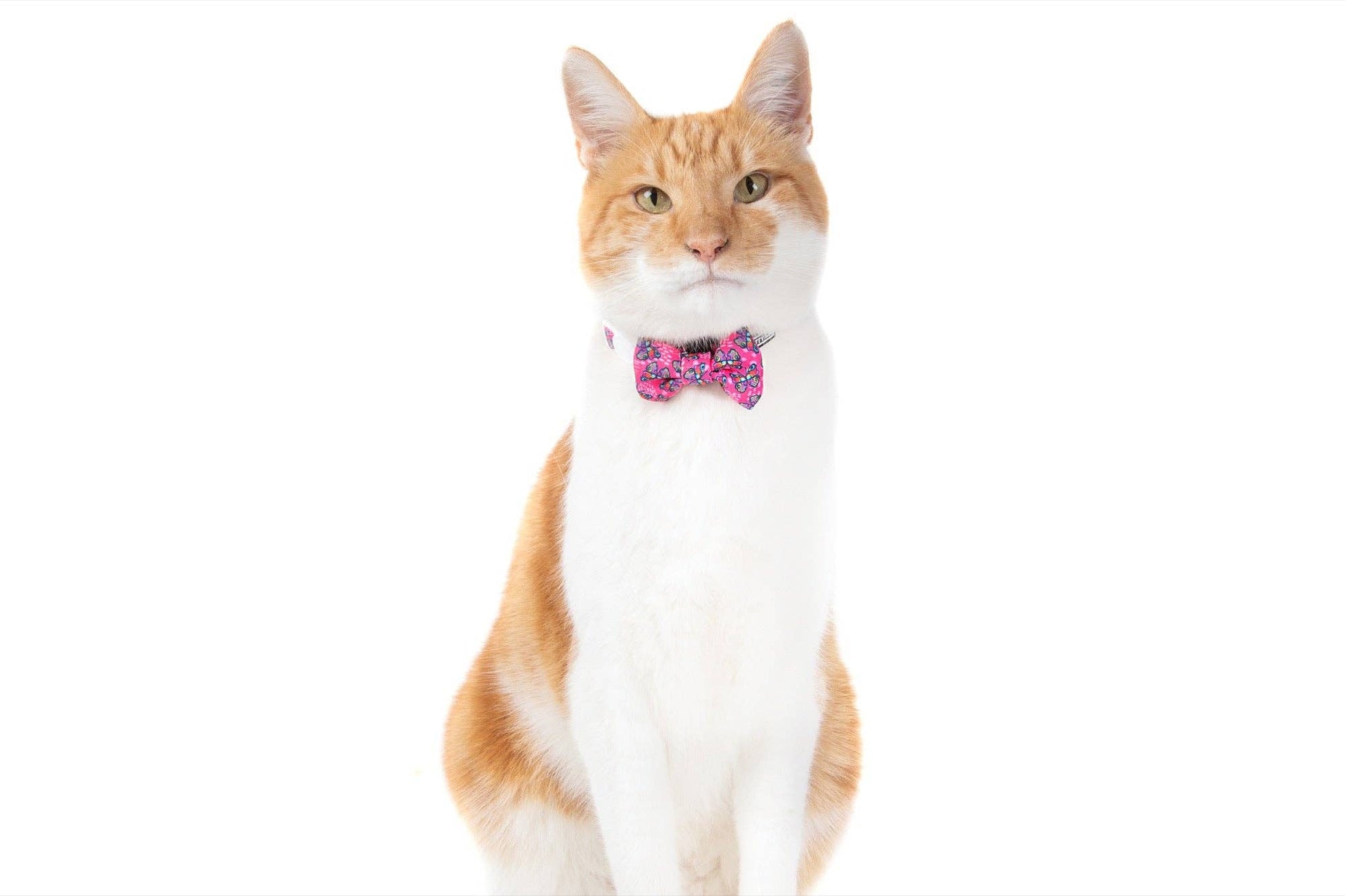 CAT COLLAR & BOW TIE: Flutterly Fab Little Kitty Co.