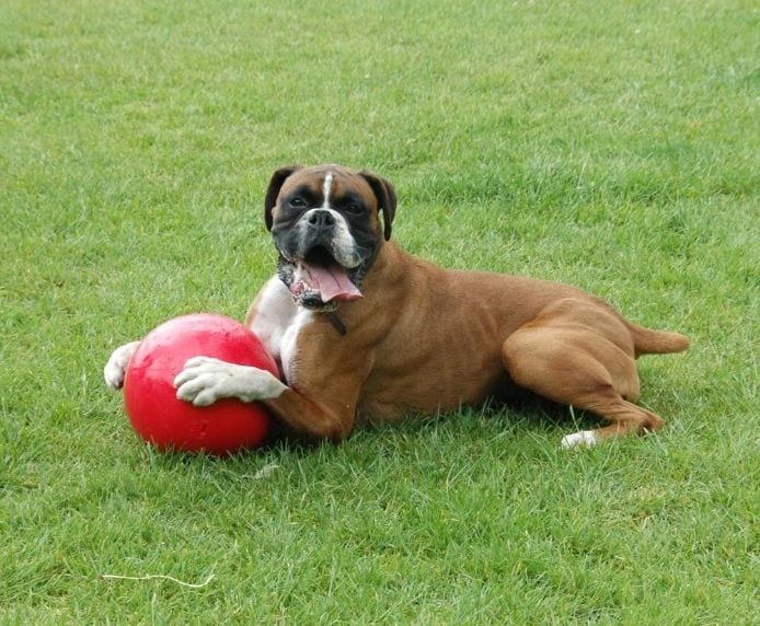 Company of Animals – Boomer Ball tough dog toys Company of Animals Plastic 10 Inch/250mm