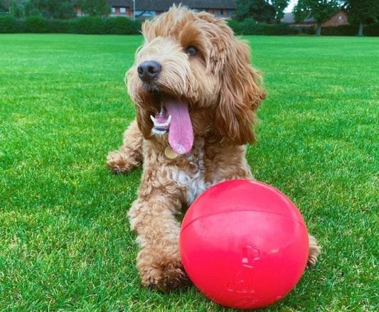 Company of Animals – Boomer Ball tough dog toys Company of Animals Plastic 6 Inch/150mm