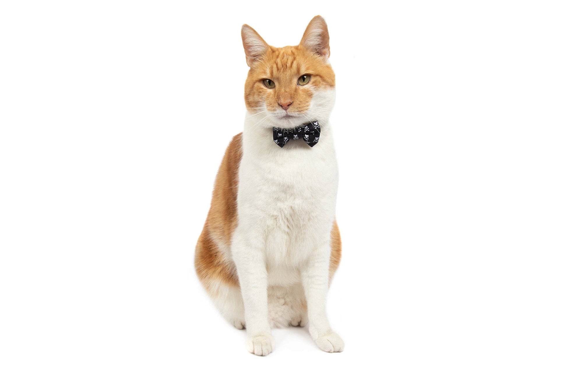 CAT COLLAR & BOW TIE: Baddest of them All Little Kitty Co.